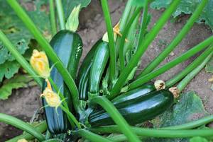 s_zucchini pflanze Fruchtgemüse - Zucchini - Hofladen Altkö